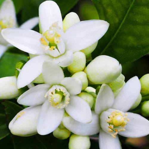 Neroli Egypt Essential Oil 5