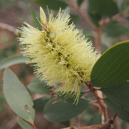 Nerolina Australian Essential Oil 2