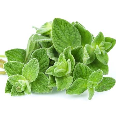 Oregano Organic Essential Oil 4