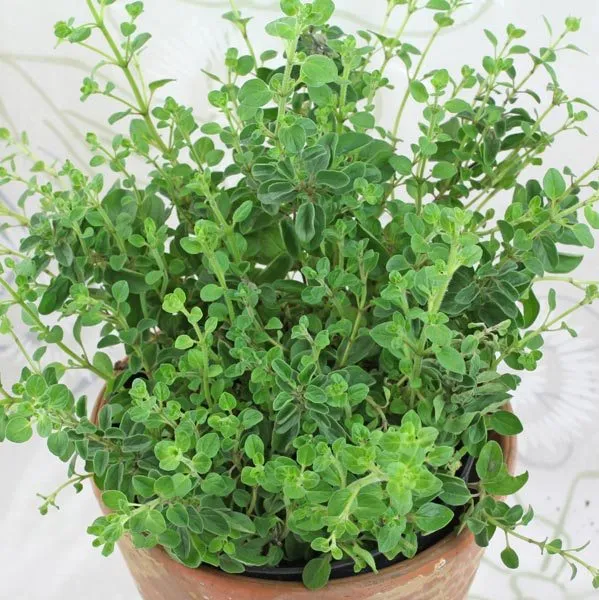 Oregano 3