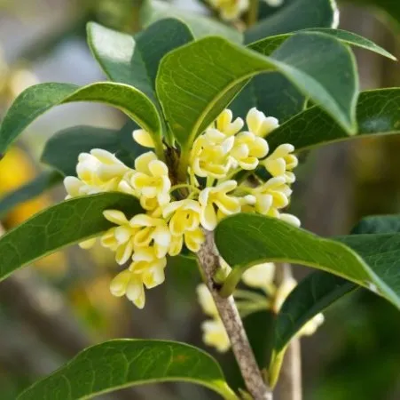 Osmanthus Natural Essential Oil 5