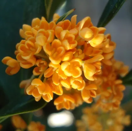 Osmanthus Natural Essential Oil 4