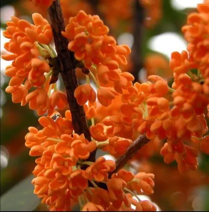 Osmanthus Natural Essential Oil 2