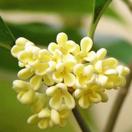 Osmanthus Natural Essential Oil  3