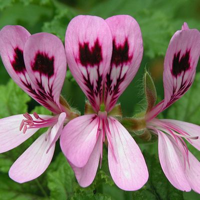 Geranium Essential Oil Moroccan 3