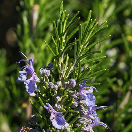 Rosemary Morocco Essential Oil 2