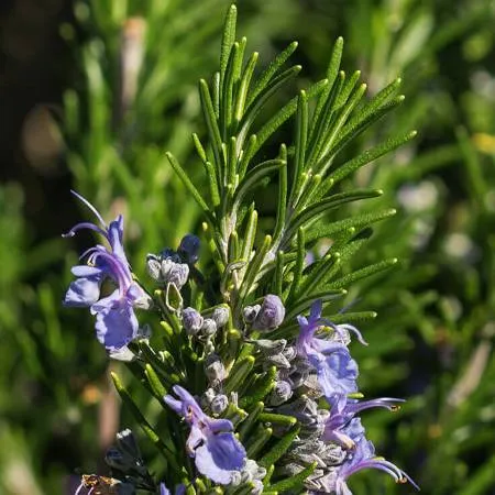 Rosemary Morocco Essential Oil 2