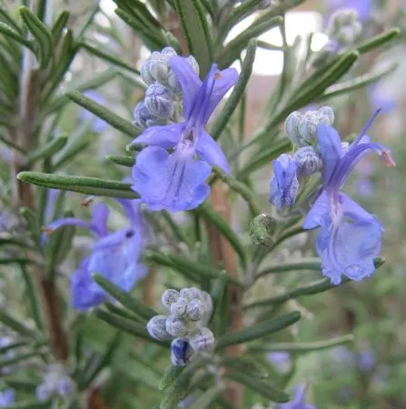 Rosemary Morocco Essential Oil 5