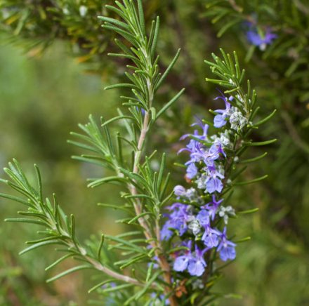 Rosemary Natural Essential Oils Spanish 2