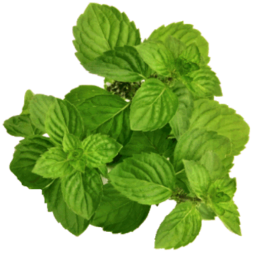 Spearmint Organic Essential Oil 3