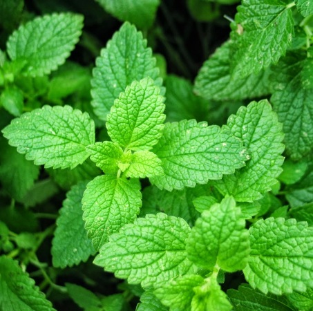 Spearmint India Essential Oil 2