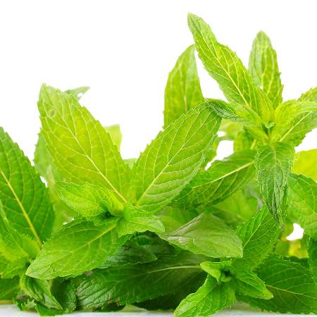 Spearmint Organic Essential Oil 4