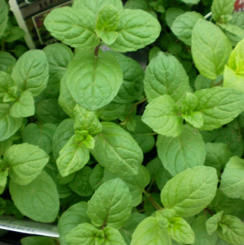 Spearmint Organic Essential Oil 5