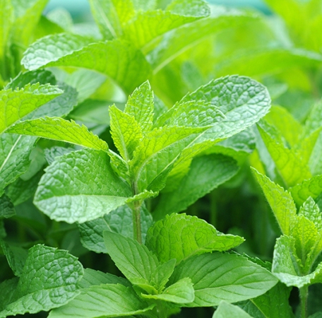 Spearmint Organic Essential Oil 2