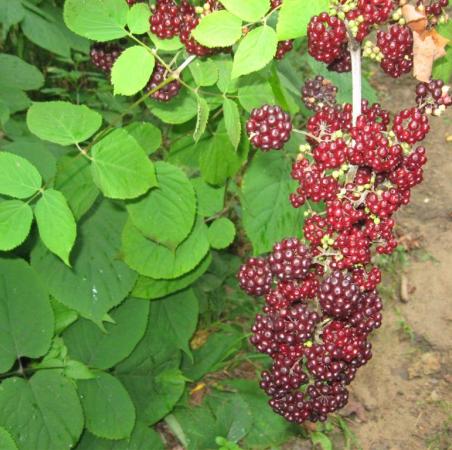 Spikenard Essential Oil 2