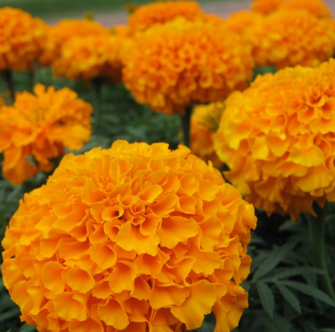 Tagetes Essential Oil Egyptian 2