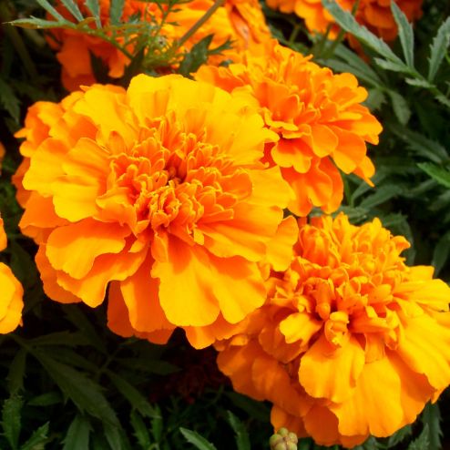 Tagetes Essential Oil Egyptian 3