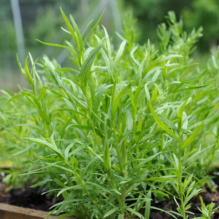 Tarragon Essential Oil 3