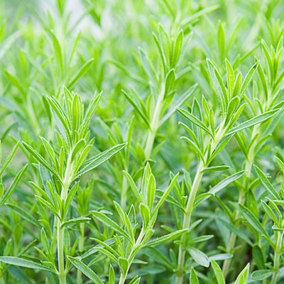 Tarragon Essential Oil 4