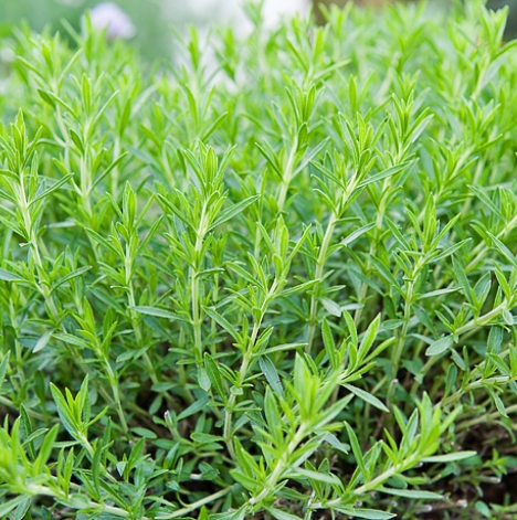 Tarragon Essential Oil 5