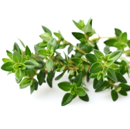 Thyme Essential Oil White 3