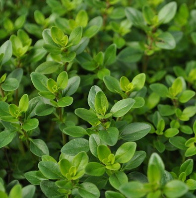 Thyme Essential Oil White 4