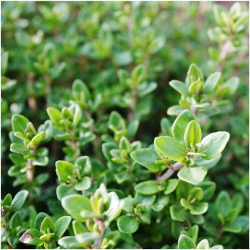 Thyme Essential Oil White 5