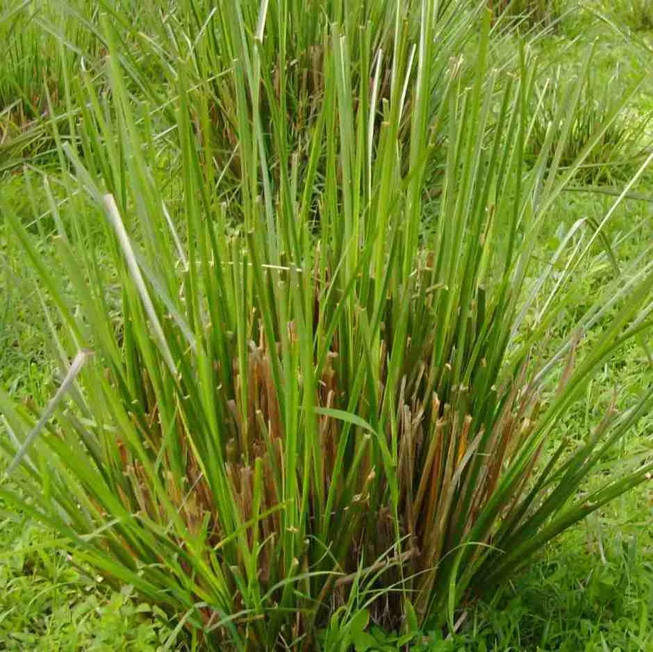 Vetiver oil - Certified Organic 2