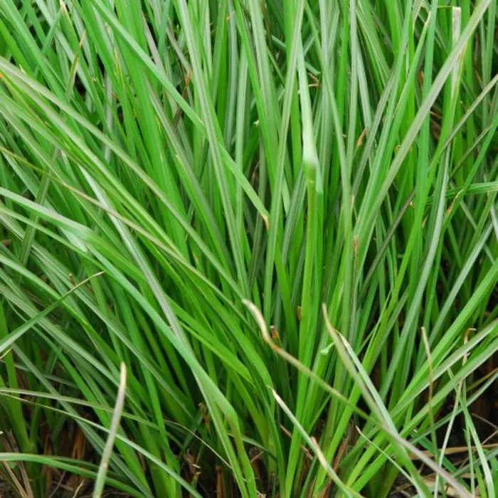 Vetiver oil - Certified Organic 3