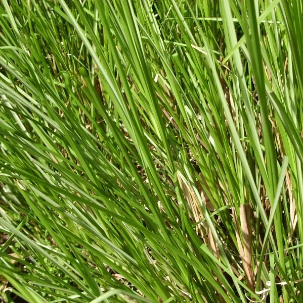 Vetiver oil - Certified Organic 4