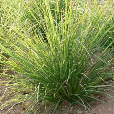 Vetiver oil - Certified Organic 5