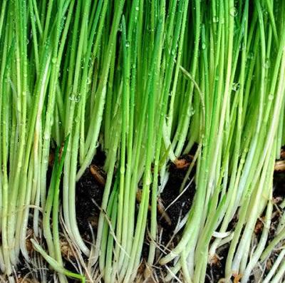 Vetiver Essential Oil 5