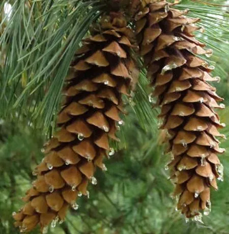 Pine (White) Needle Oil 5