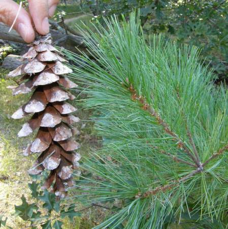 Pine (White) Needle Oil  2