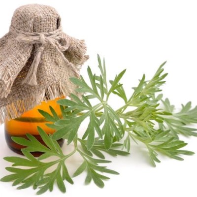 Wormwood Essential Oil 4