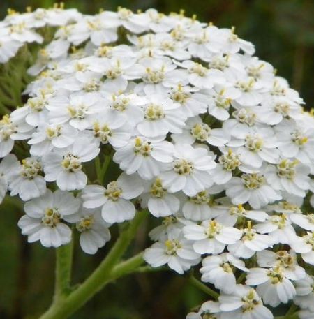 Yarrow Essential Oil Blue 4