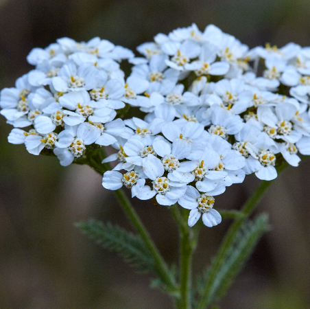 Yarrow Essential Oil Blue 2