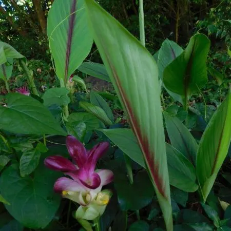 Zedoaria Essential Oil 3
