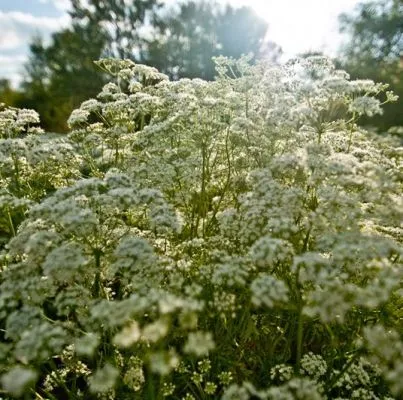 Aniseed 4