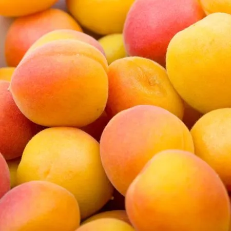 Apricot Kernel Carrier Oil - Cosmetic Grade - Refined 2