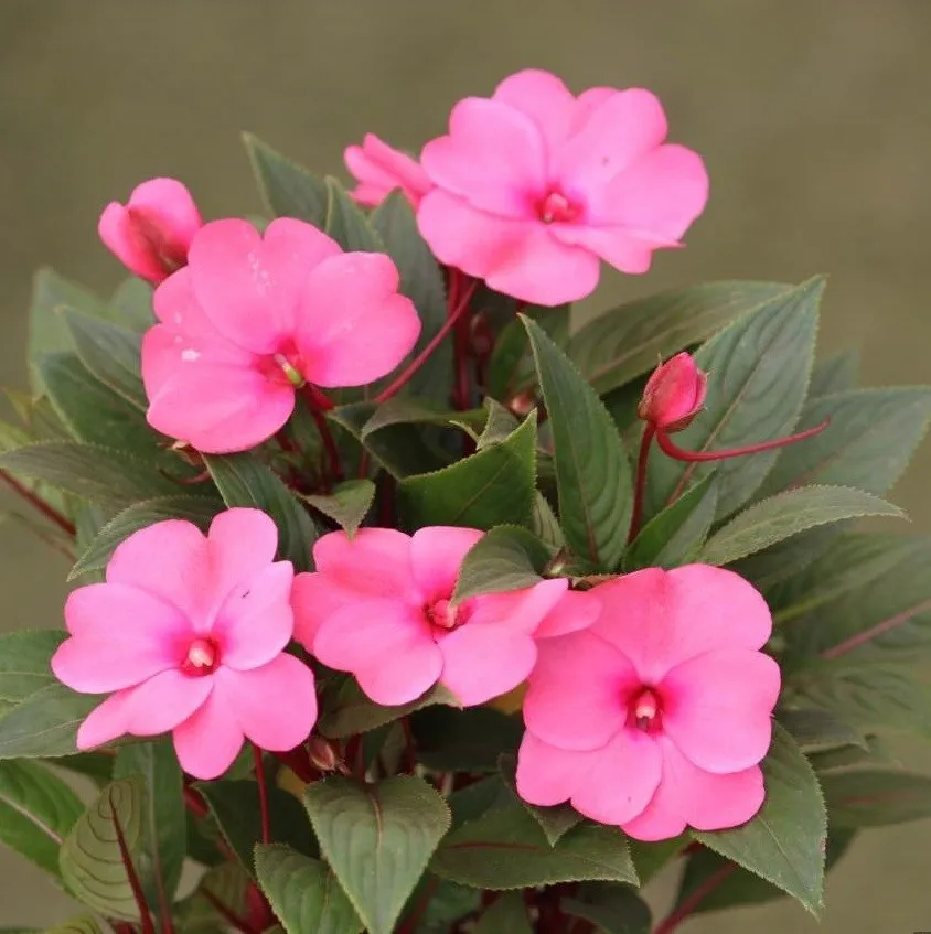 Balsam Essential Oils 5