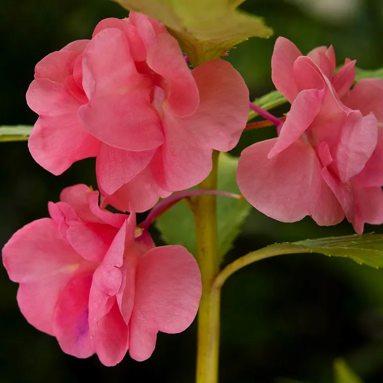 Balsam Essential Oils 4
