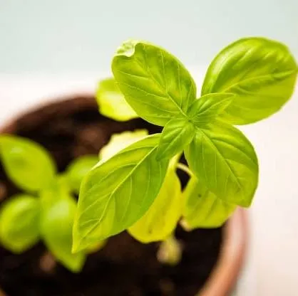 Basil Oil - Certified Organic 2