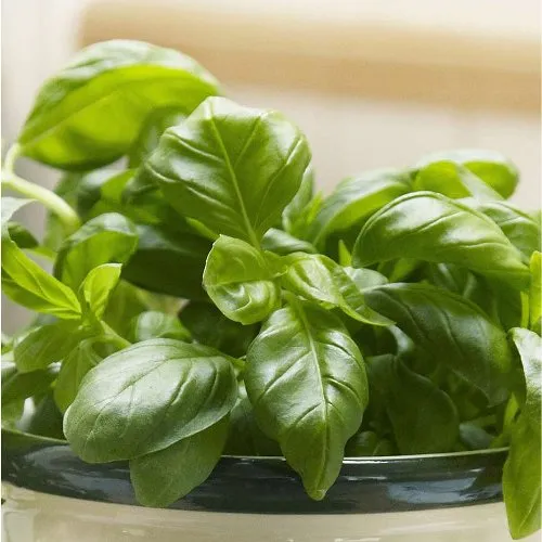 Basil Oil - Certified Organic 3