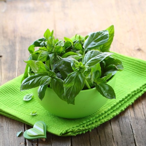 Basil Oil - Certified Organic  4