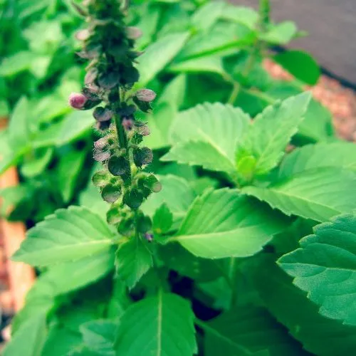 Basil Oil - Certified Organic 5