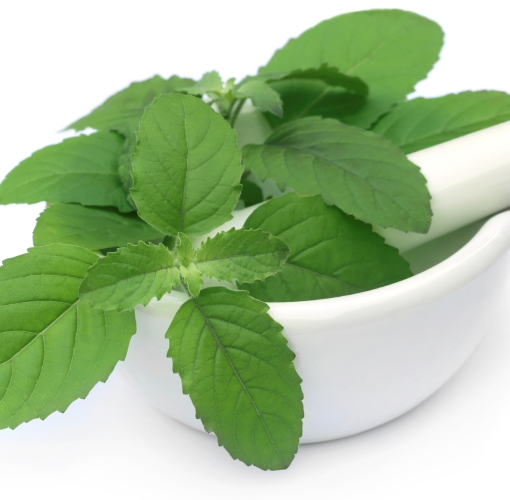 Basil Sweet Essential Oil India 3