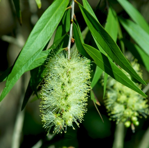 Cajeput Organic Essential Oil 3