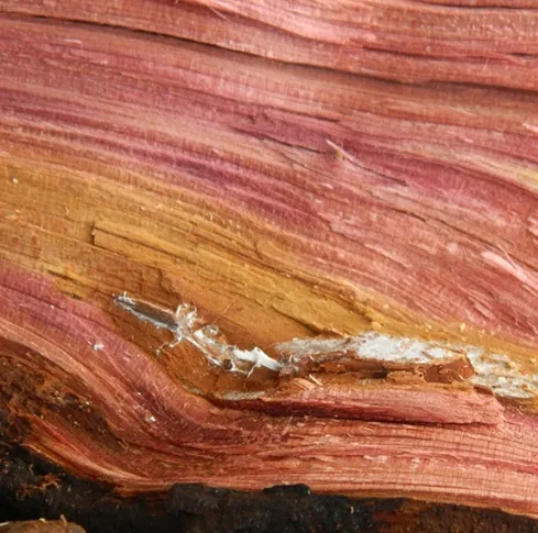 Cedarwood Essential Oil Texas 5