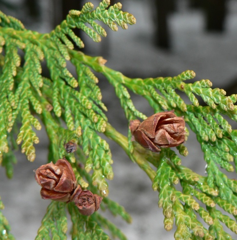 Cedarwood Essential Oil Chinese 4